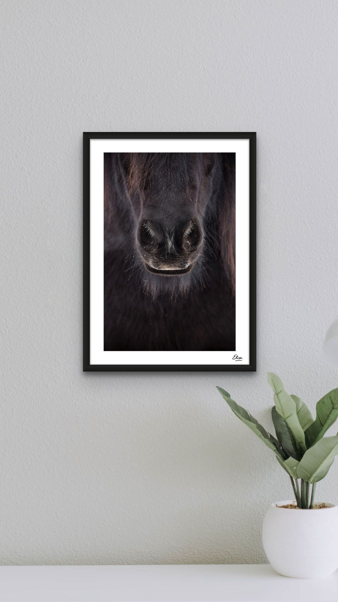 Black Nose