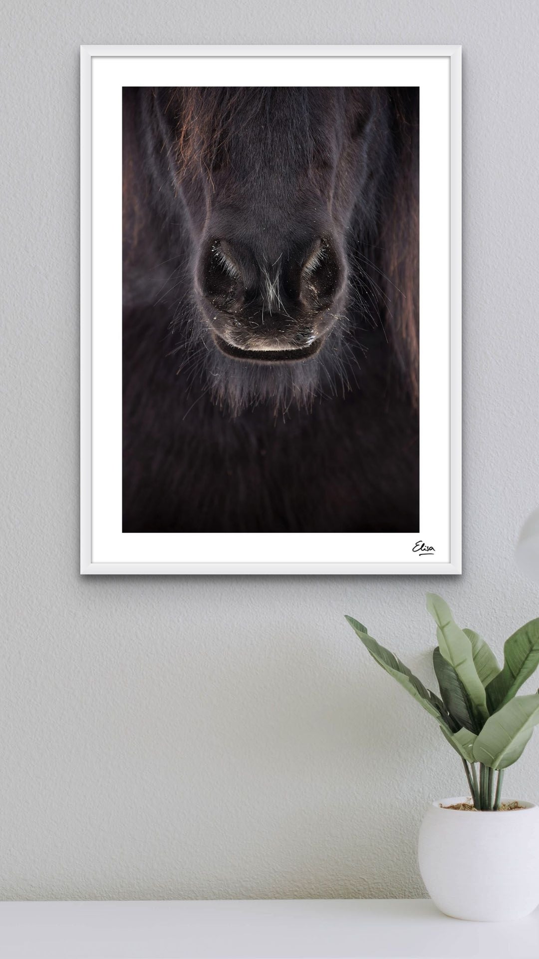Black Nose