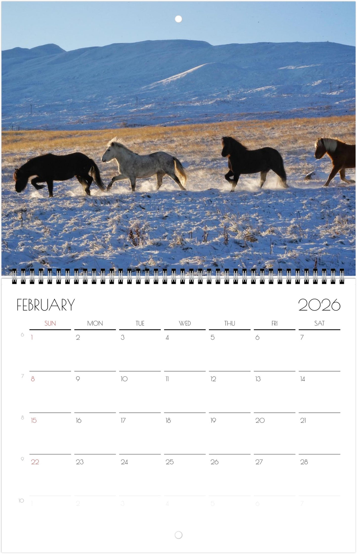 Icelandic Horses - Calendars 2026 (US & CA)