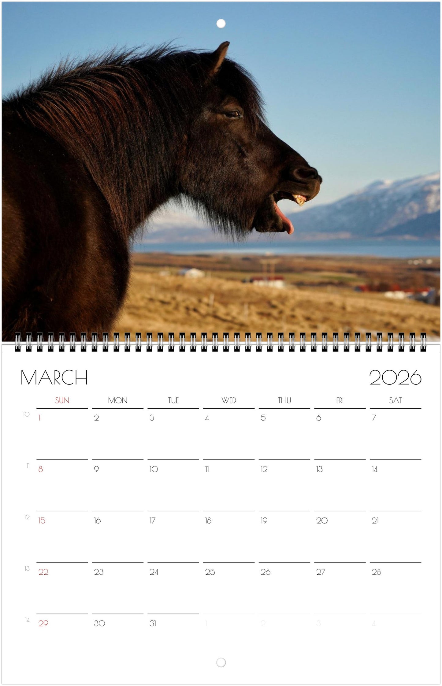 Icelandic Horses - Calendars 2026 (US & CA)