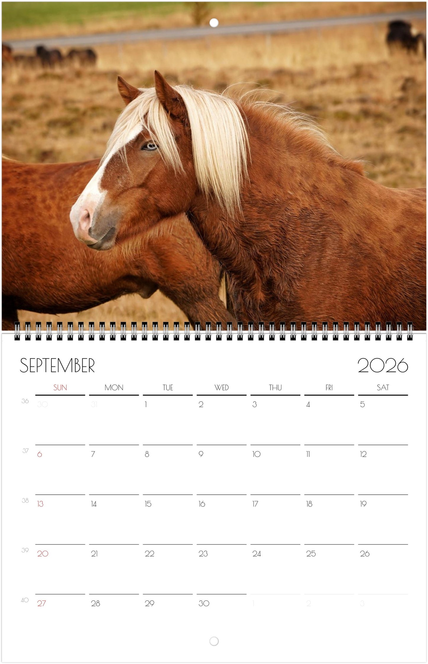Icelandic Horses - Calendars 2026 (US & CA)
